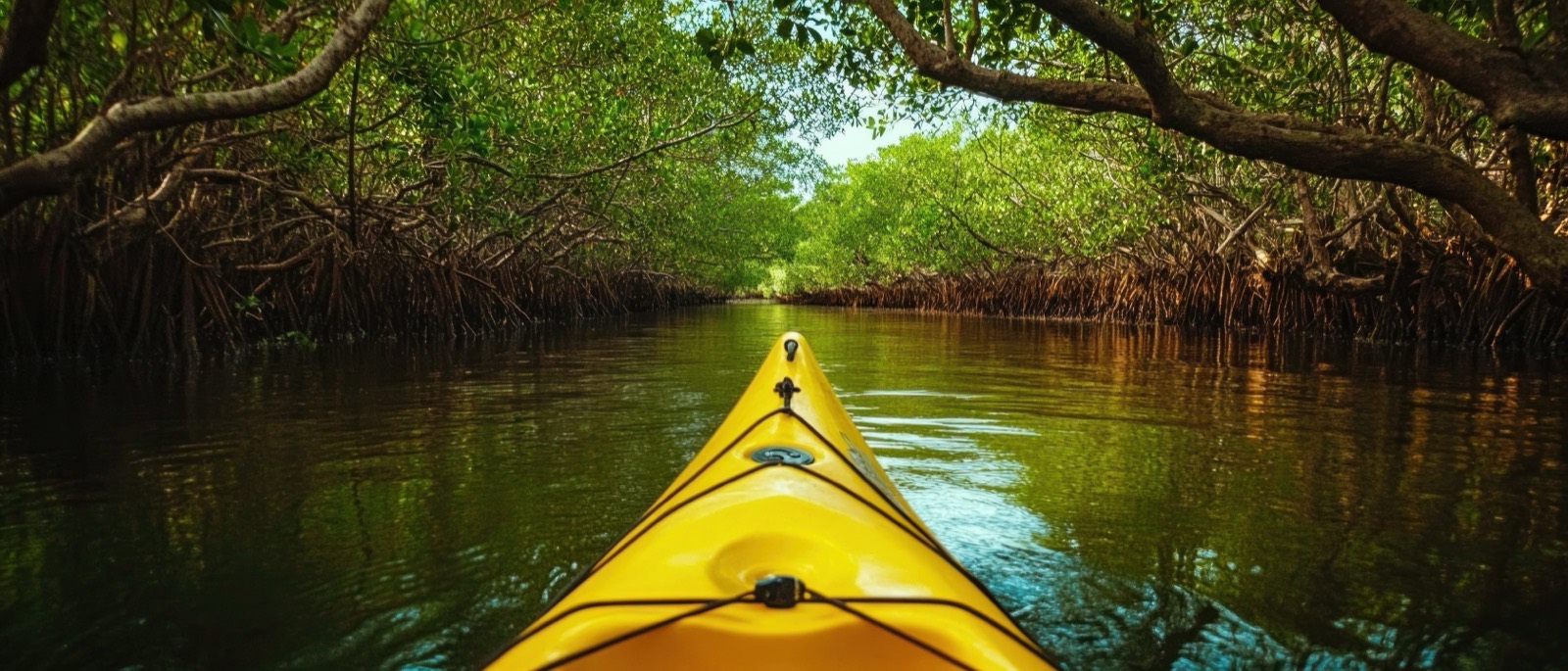 Kayak en los manglares de Isla Damas